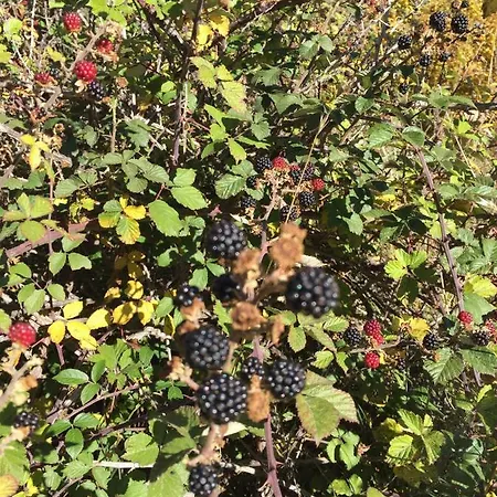 Casa Sierra De Gredos * Navasequilla